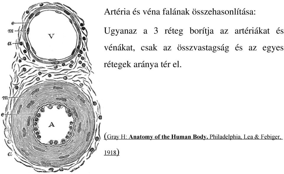 összvastagság és az egyes rétegek aránya tér el.