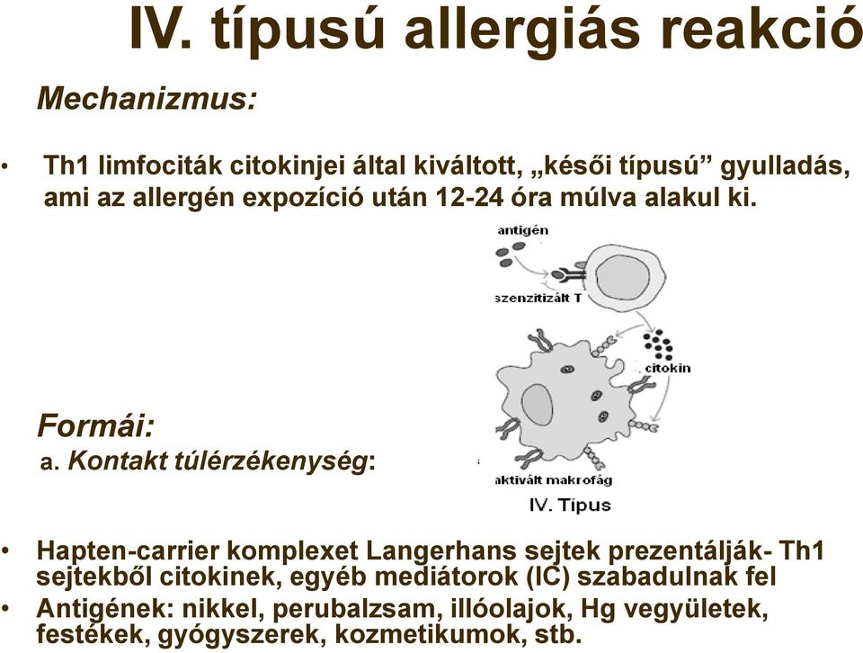 Kontakt túlérzékenység: Hapten-carrier komplexet Langerhans sejtek prezentálják- Th1 sejtekből citokinek,