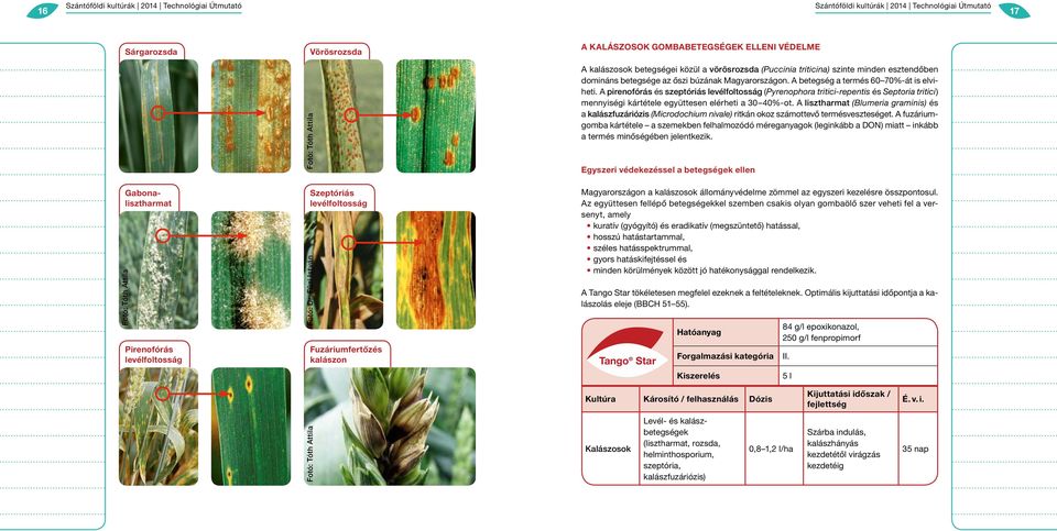 búzának Magyarországon. A betegség a termés 60 70%-át is elviheti.