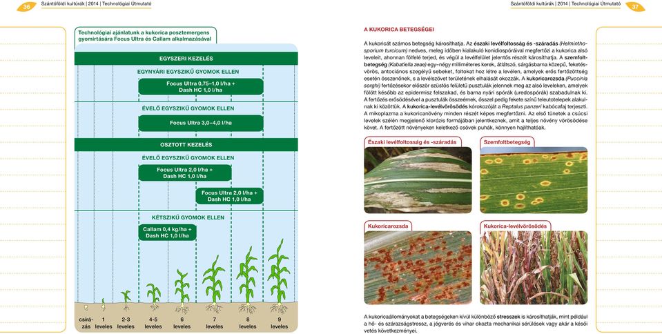 Az északi levélfoltosság és -száradás (Helminthosporium turcicum) nedves, meleg időben kialakuló konidiospóráival megfertőzi a kukorica alsó leveleit, ahonnan fölfelé terjed, és végül a levélfelület