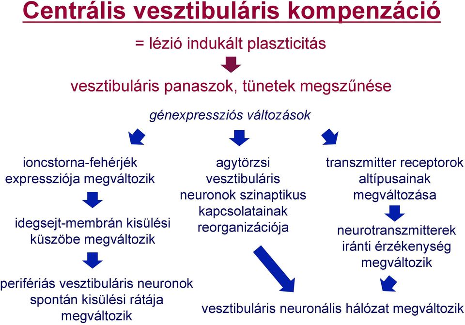 neuronok spontán kisülési rátája megváltozik agytörzsi vesztibuláris neuronok szinaptikus kapcsolatainak reorganizációja