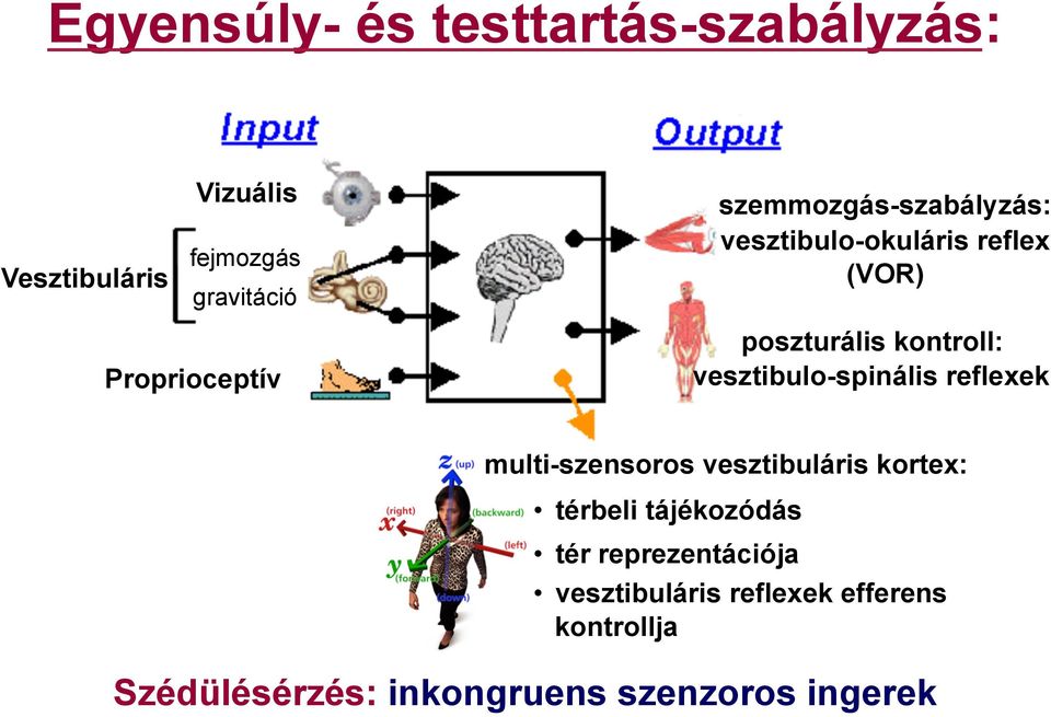 vesztibulo-spinális reflexek multi-szensoros vesztibuláris kortex: térbeli tájékozódás tér