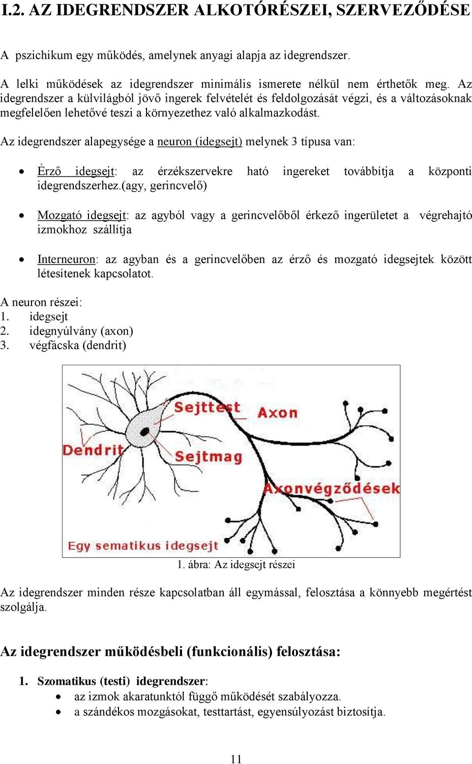 Az idegrendszer alapegysége a neuron (idegsejt) melynek 3 típusa van: Érző idegsejt: az érzékszervekre ható ingereket továbbítja a központi idegrendszerhez.