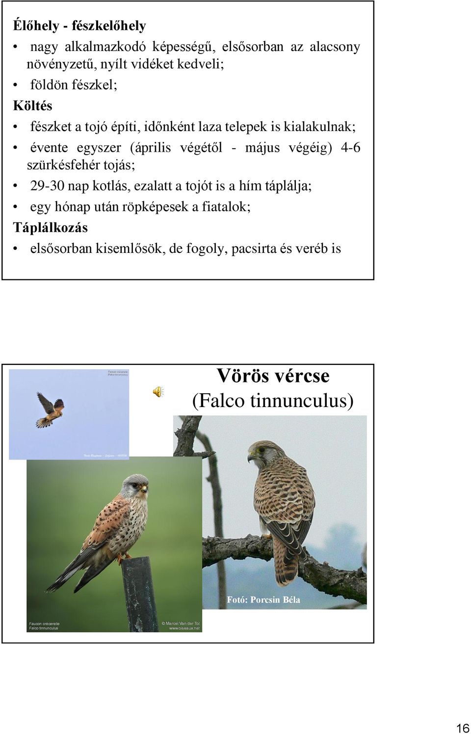 végéig) 4-6 szürkésfehér tojás; 29-30 nap kotlás, ezalatt a tojót is a hím táplálja; egy hónap után röpképesek a