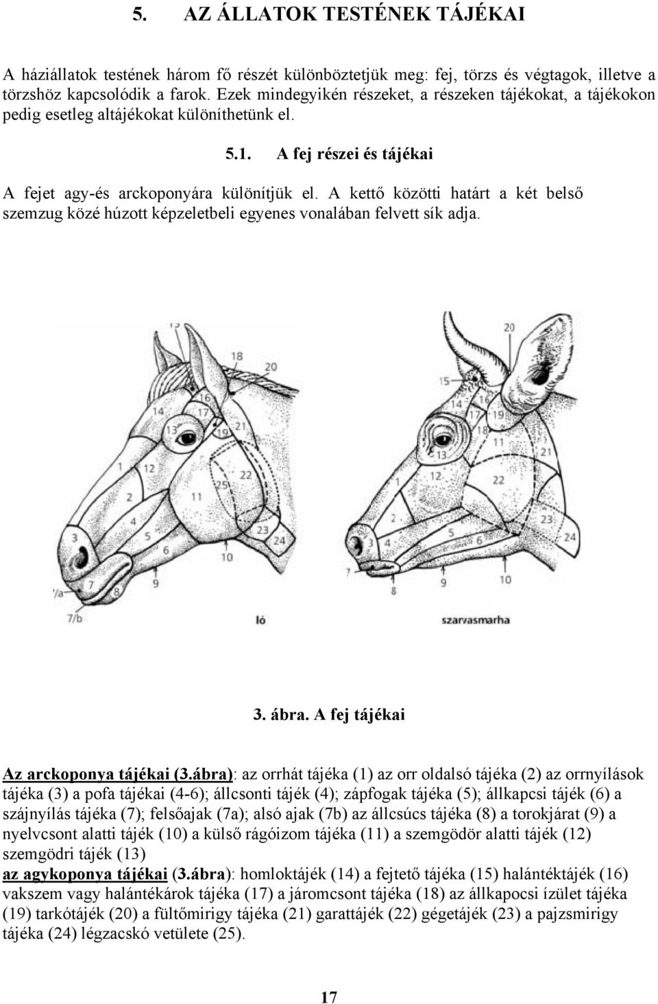 A kettő közötti határt a két belső szemzug közé húzott képzeletbeli egyenes vonalában felvett sík adja. 3. ábra. A fej tájékai Az arckoponya tájékai (3.