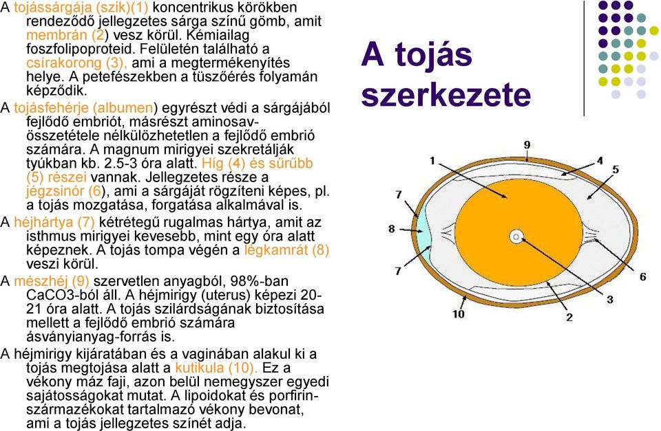 A tojásfehérje (albumen) egyrészt védi a sárgájából fejlődő embriót, másrészt aminosavösszetétele nélkülözhetetlen a fejlődő embrió számára. A magnum mirigyei szekretálják tyúkban kb. 2.5-3 óra alatt.