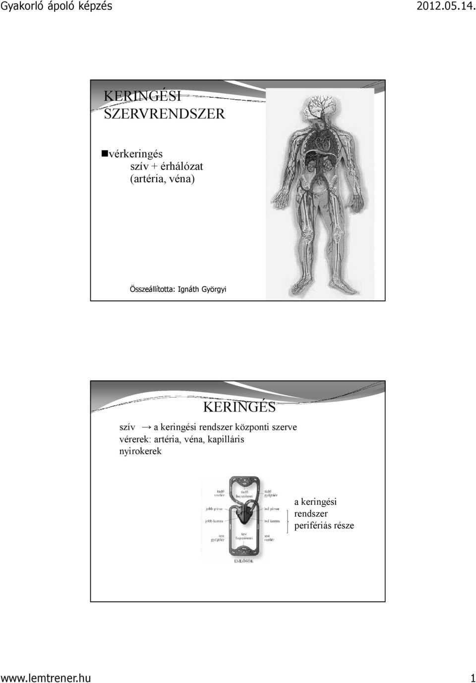 keringési rendszer központi szerve vérerek: artéria, véna,