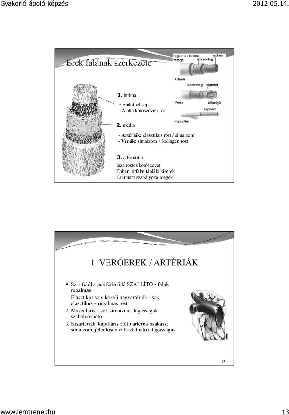 adventitia laza rostos kötőszövet Ebben: érfalat tápláló kiserek Érlument szabályozó idegek 1.