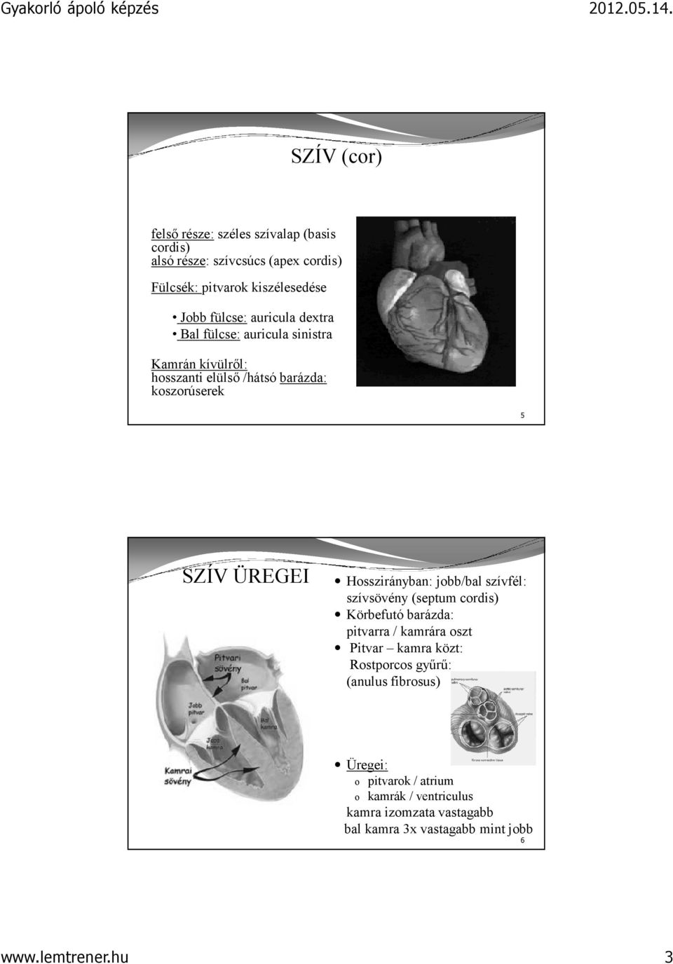 Hosszirányban: jobb/bal szívfél: szívsövény (septum cordis) Körbefutó barázda: pitvarra / kamrára oszt Pitvar kamra közt: Rostporcos