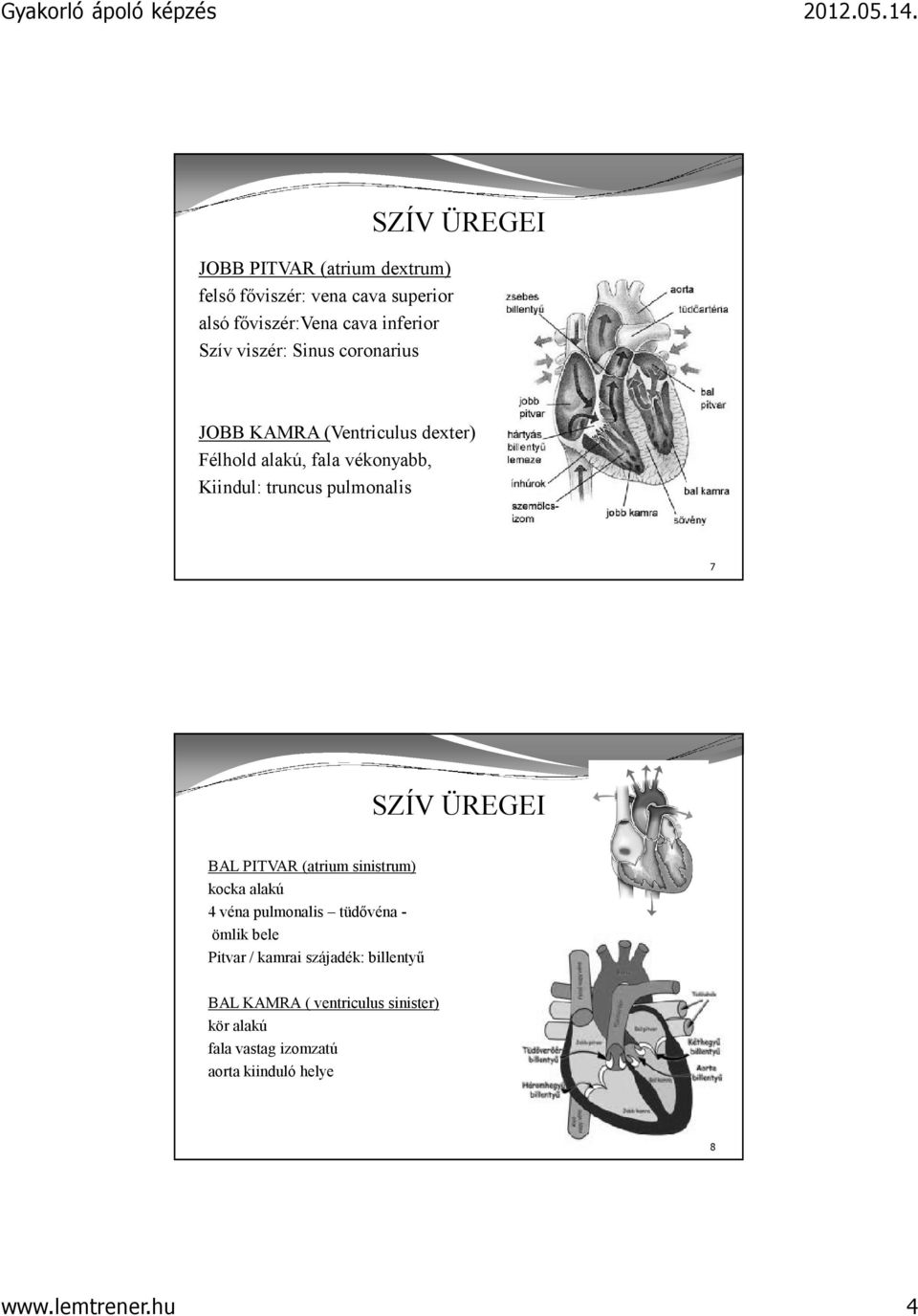 SZÍV ÜREGEI BAL PITVAR (atrium sinistrum) kocka alakú 4 véna pulmonalis tüdővéna - ömlik bele Pitvar / kamrai