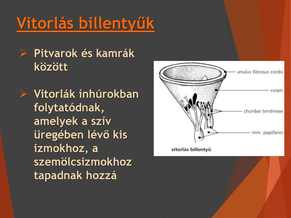 folytatódnak, amelyek a szív üregében