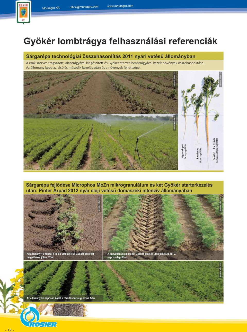 hagyományos tápanyagellátás Rosafertes tápanyagellátás Rosafert + 2 x Gyökér kezeléses tápanyagellátás Sárgarépa fejlődése Microphos MoZn mikrogranulátum és két Gyökér starterkezelés után: Pintér