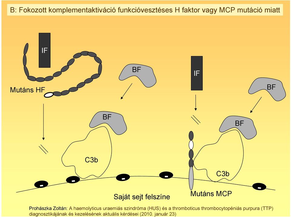 mutáció miatt IF BF IF Mutáns HF BF BF