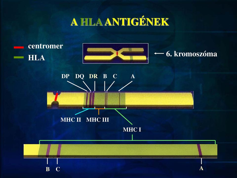 kromoszóma DP DQ DR B