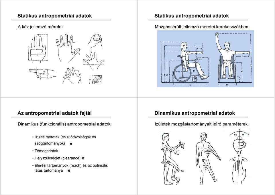 Dinamikus antropometriai adatok Izületek mozgástartományait leíró paraméterek: Izületi méretek