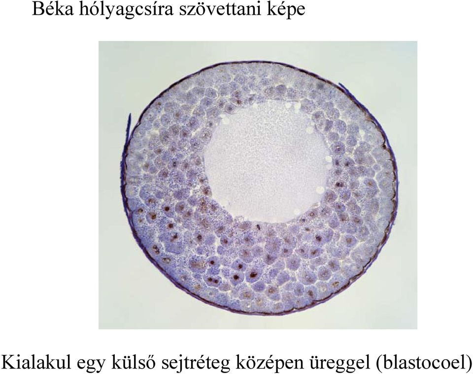 Kialakul egy külső