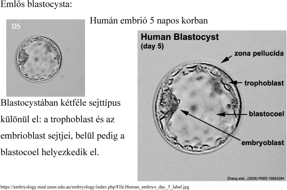 sejtjei, belül pedig a blastocoel helyezkedik el.