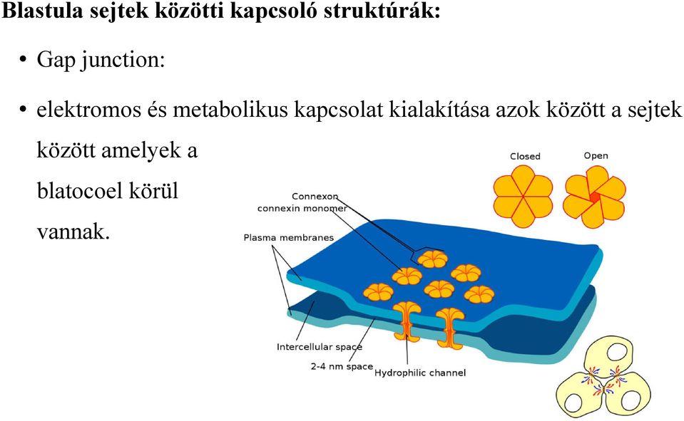 metabolikus kapcsolat kialakítása azok