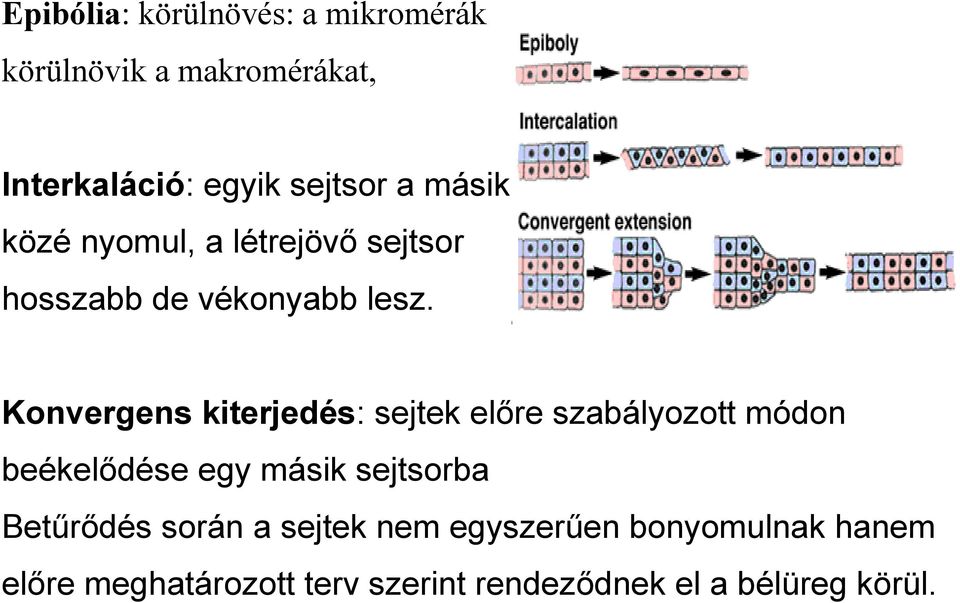 Konvergens kiterjedés: sejtek előre szabályozott módon beékelődése egy másik sejtsorba