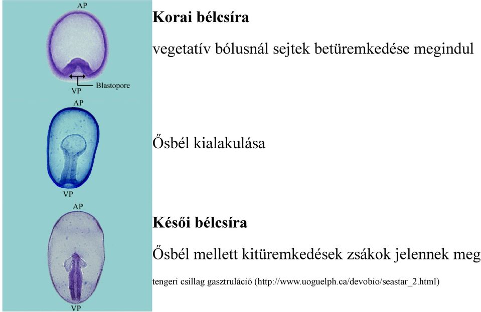 kitüremkedések zsákok jelennek meg tengeri csillag