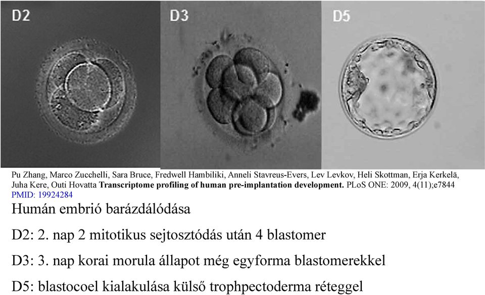 PLoS ONE: 2009, 4(11);e7844 PMID: 19924284 Humán embrió barázdálódása D2: 2.