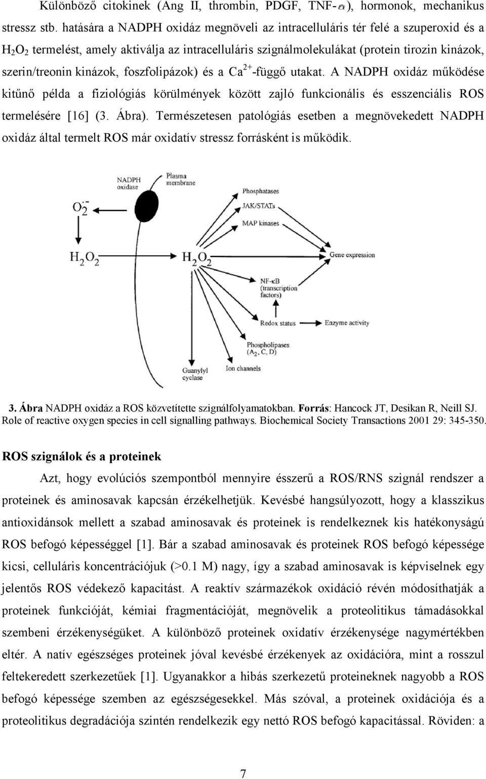 kinázok, foszfolipázok) és a Ca 2+ -függı utakat. A NADPH oxidáz mőködése kitőnı példa a fiziológiás körülmények között zajló funkcionális és esszenciális ROS termelésére [16] (3. Ábra).