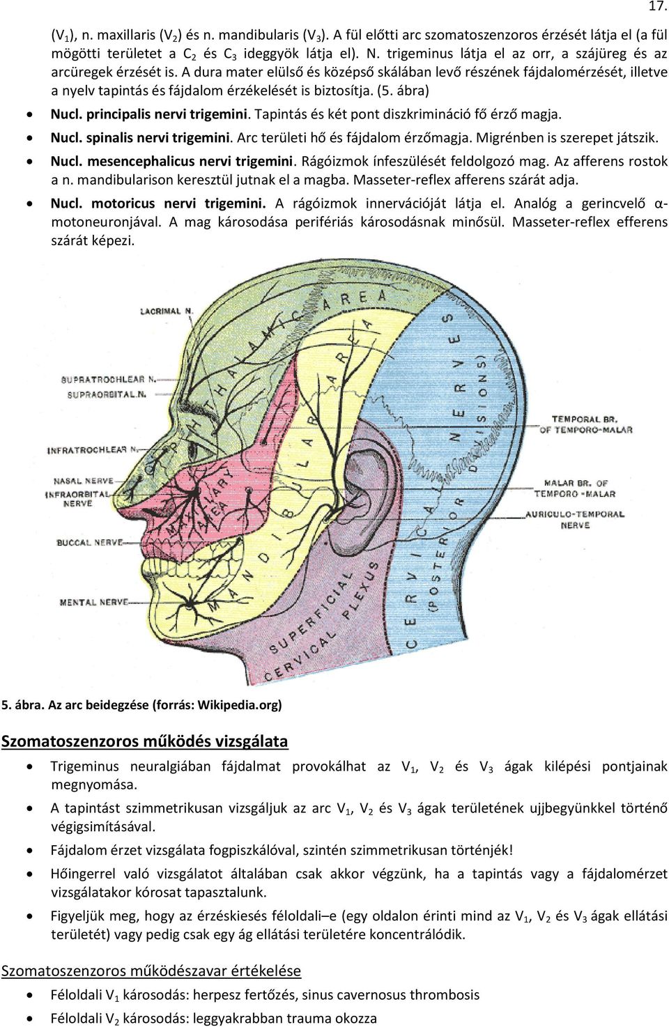 (5. ábra) Nucl. principalis nervi trigemini. Tapintás és két pnt diszkrimináció fő érző magja. Nucl. spinalis nervi trigemini. Arc területi hő és fájdalm érzőmagja. Migrénben is szerepet játszik.
