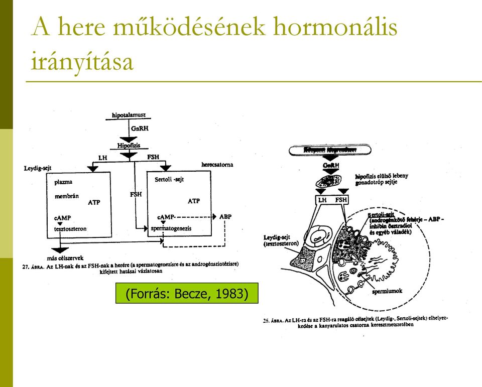 hormonális