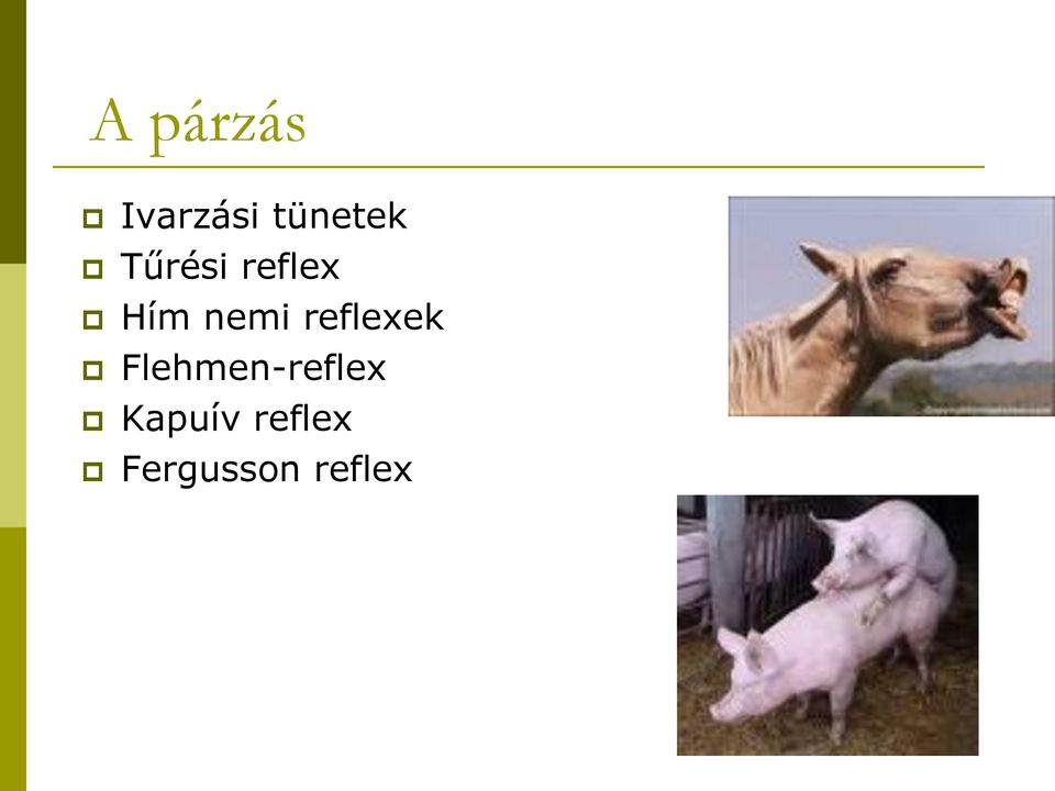 reflexek Flehmen-reflex