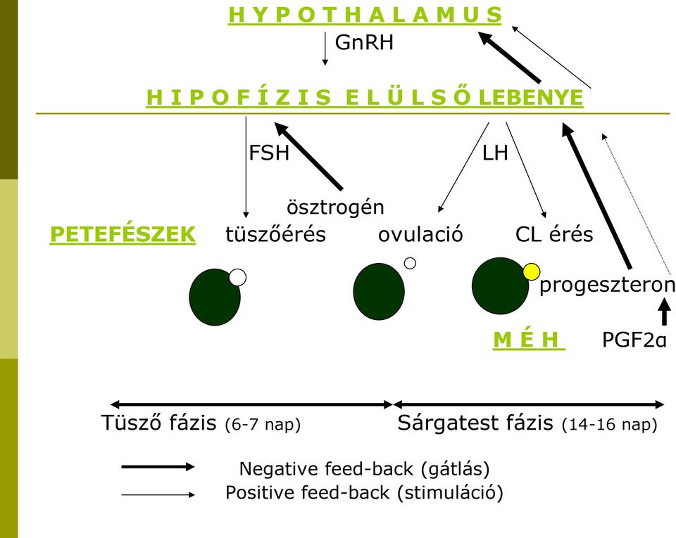 progeszteron M É H PGF2α Tüsző fázis (6-7 nap) Sárgatest fázis