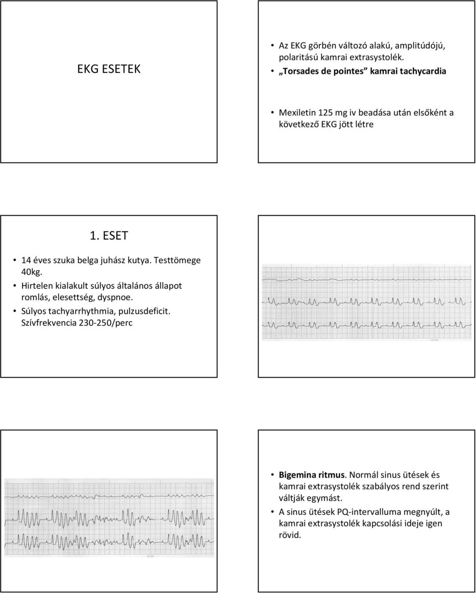 ESET 14 éves szuka belga juhász kutya. Testtömege 40kg. Hirtelen kialakult súlyos általános állapot romlás, elesettség, dyspnoe.