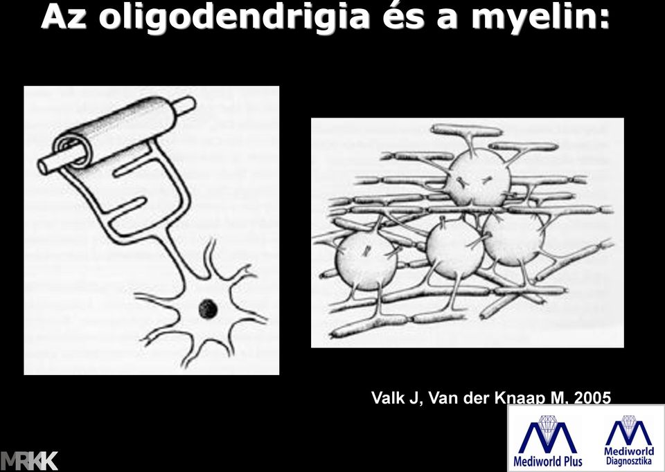 és a myelin: