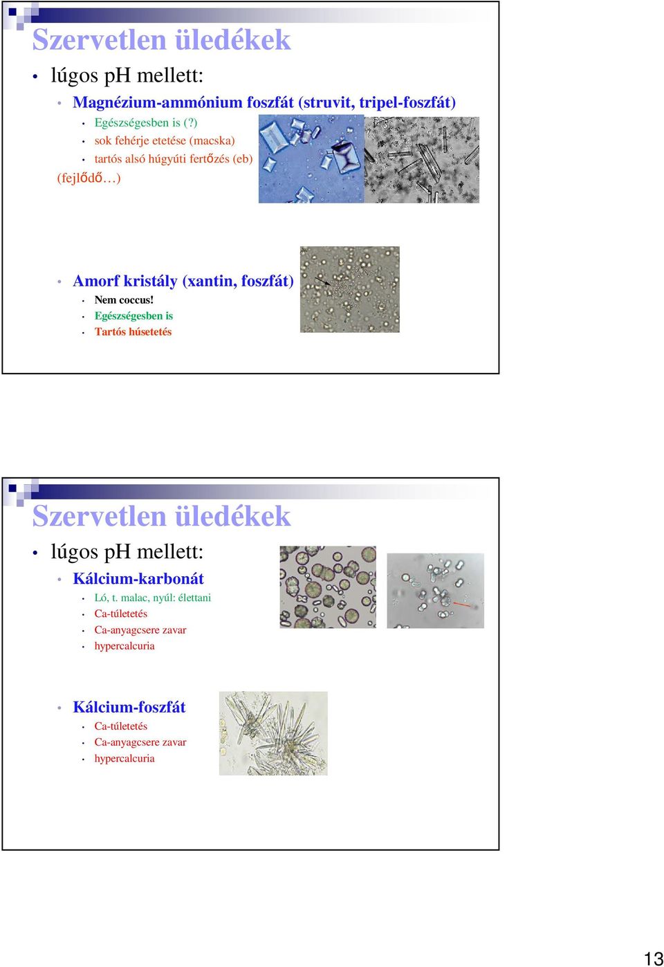 coccus! Egészségesben is Tartós húsetetés Szervetlen üledékek lúgos ph mellett: Kálcium-karbonát Ló, t.