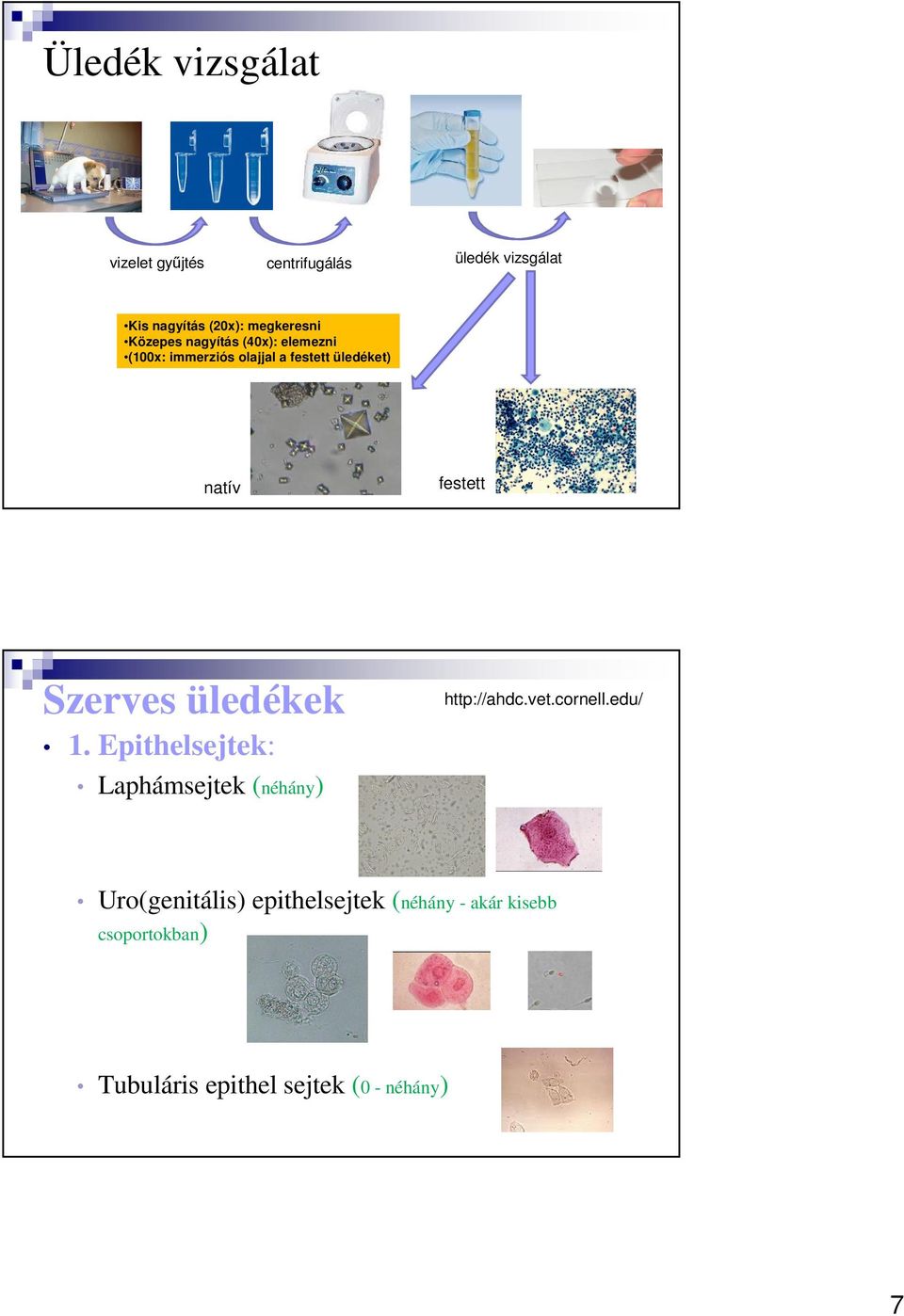 Szerves üledékek 1. Epithelsejtek: Laphámsejtek (néhány) http://ahdc.vet.cornell.