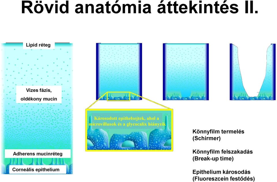 microvillusok és a glycocalix hiányzik Könnyfilm termelés (Schirmer)