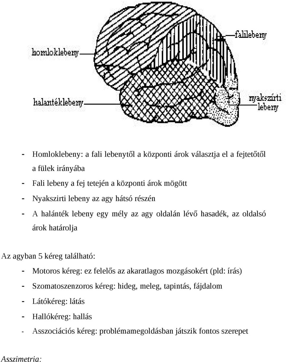 határolja Az agyban 5 kéreg található: - Motoros kéreg: ez felelős az akaratlagos mozgásokért (pld: írás) - Szomatoszenzoros kéreg: