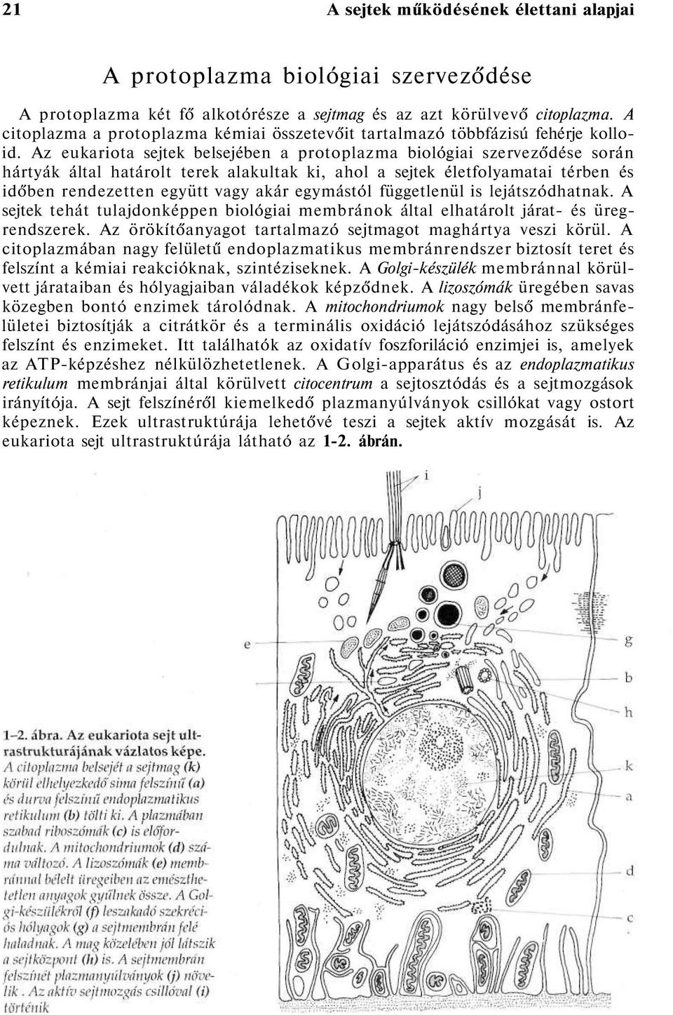 Az eukariota sejtek belsejében a protoplazma biológiai szerveződése során hártyák által határolt terek alakultak ki, ahol a sejtek életfolyamatai térben és időben rendezetten együtt vagy akár