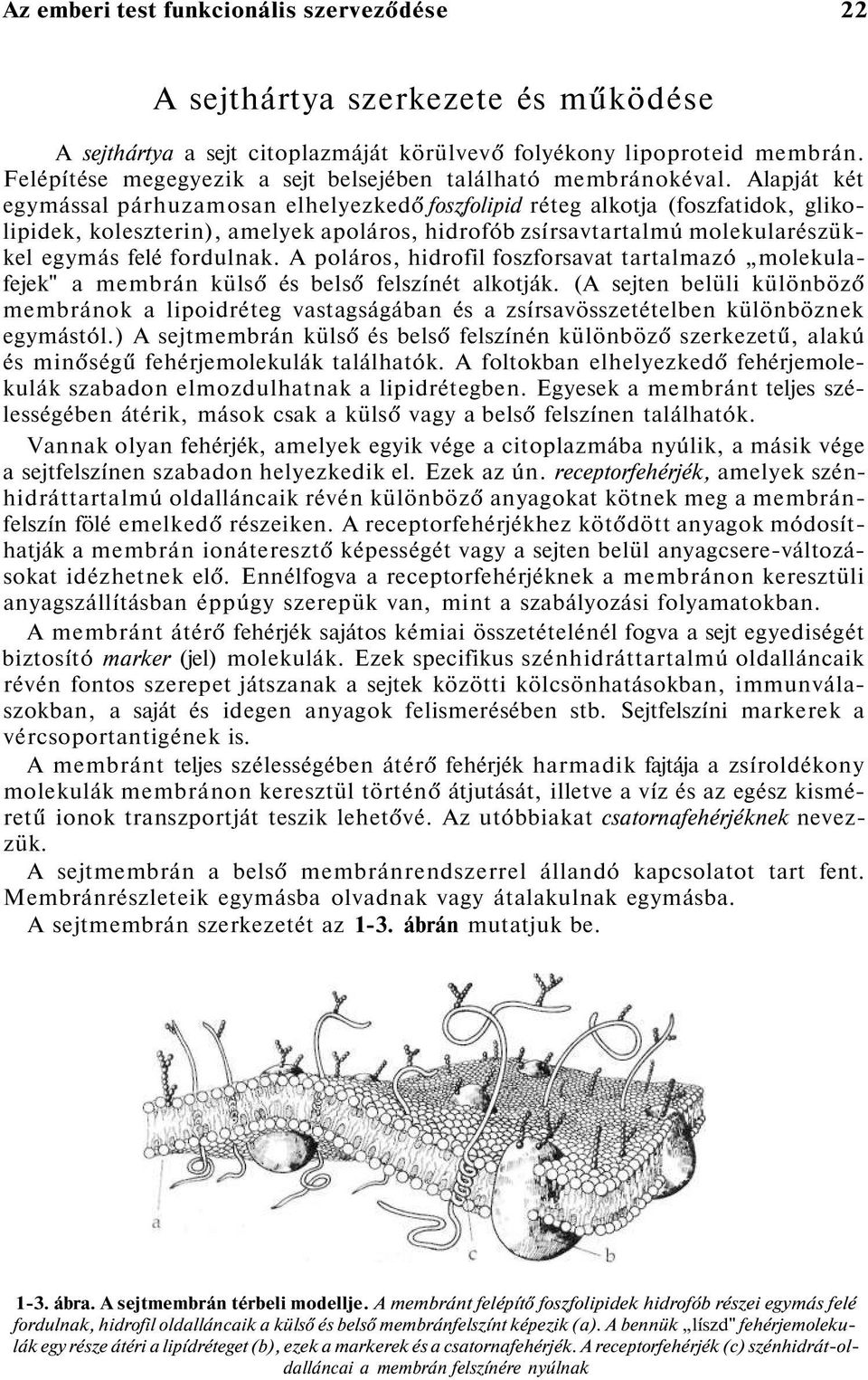 Alapját két egymással párhuzamosan elhelyezkedő foszfolipid réteg alkotja (foszfatidok, glikolipidek, koleszterin), amelyek apoláros, hidrofób zsírsavtartalmú molekularészükkel egymás felé fordulnak.