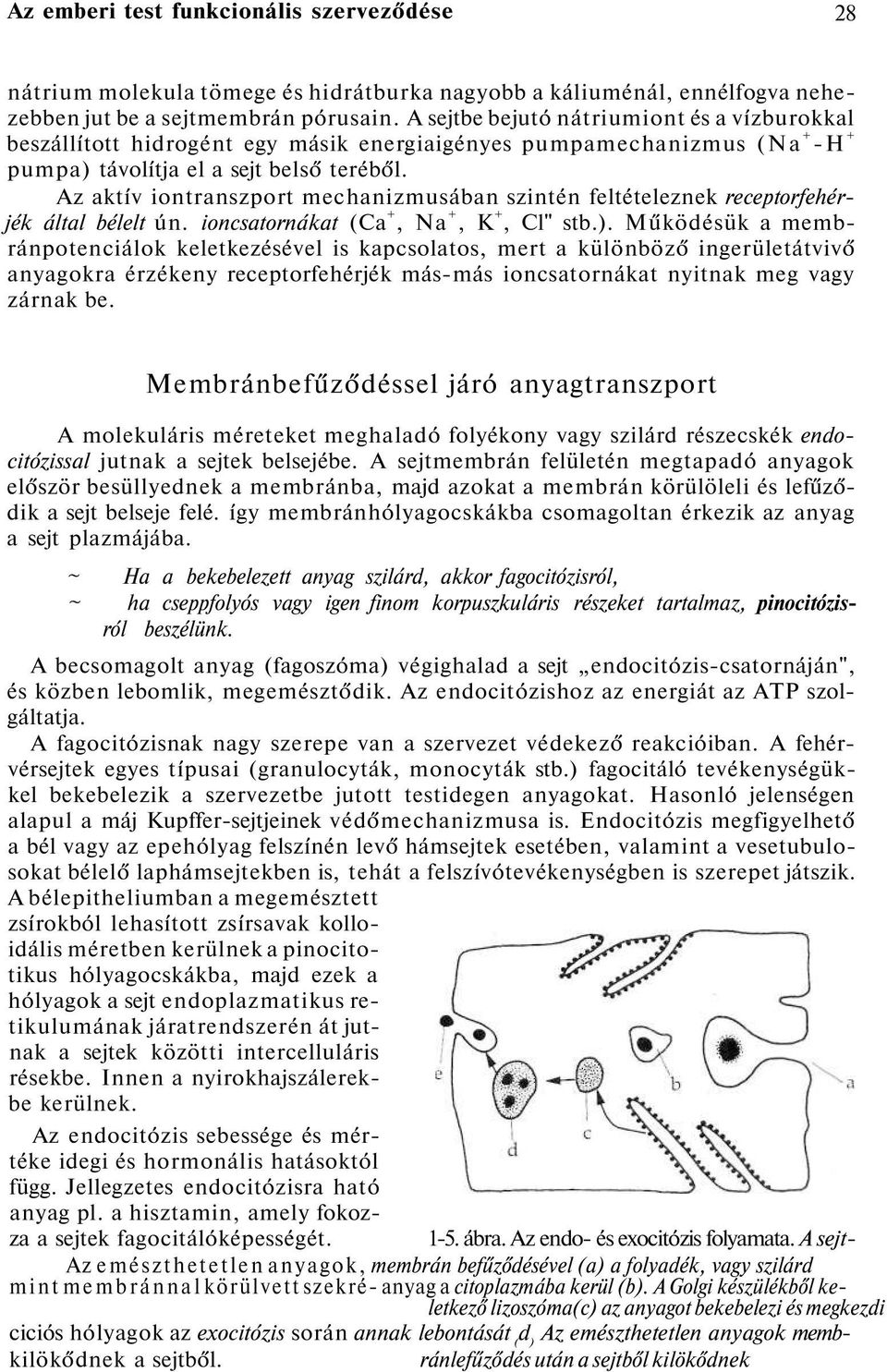 Az aktív iontranszport mechanizmusában szintén feltételeznek receptorfehérjék által bélelt ún. ioncsatornákat (Ca +, Na +, K +, Cl" stb.).