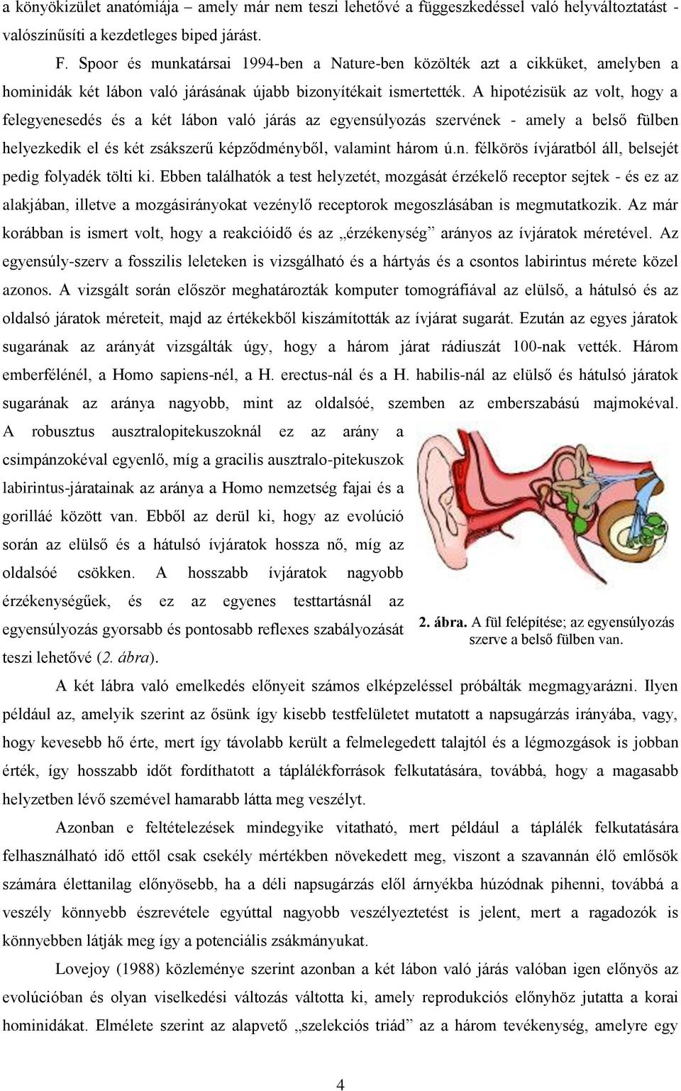 A hipotézisük az volt, hogy a felegyenesedés és a két lábon való járás az egyensúlyozás szervének - amely a belső fülben helyezkedik el és két zsákszerű képződményből, valamint három ú.n. félkörös ívjáratból áll, belsejét pedig folyadék tölti ki.