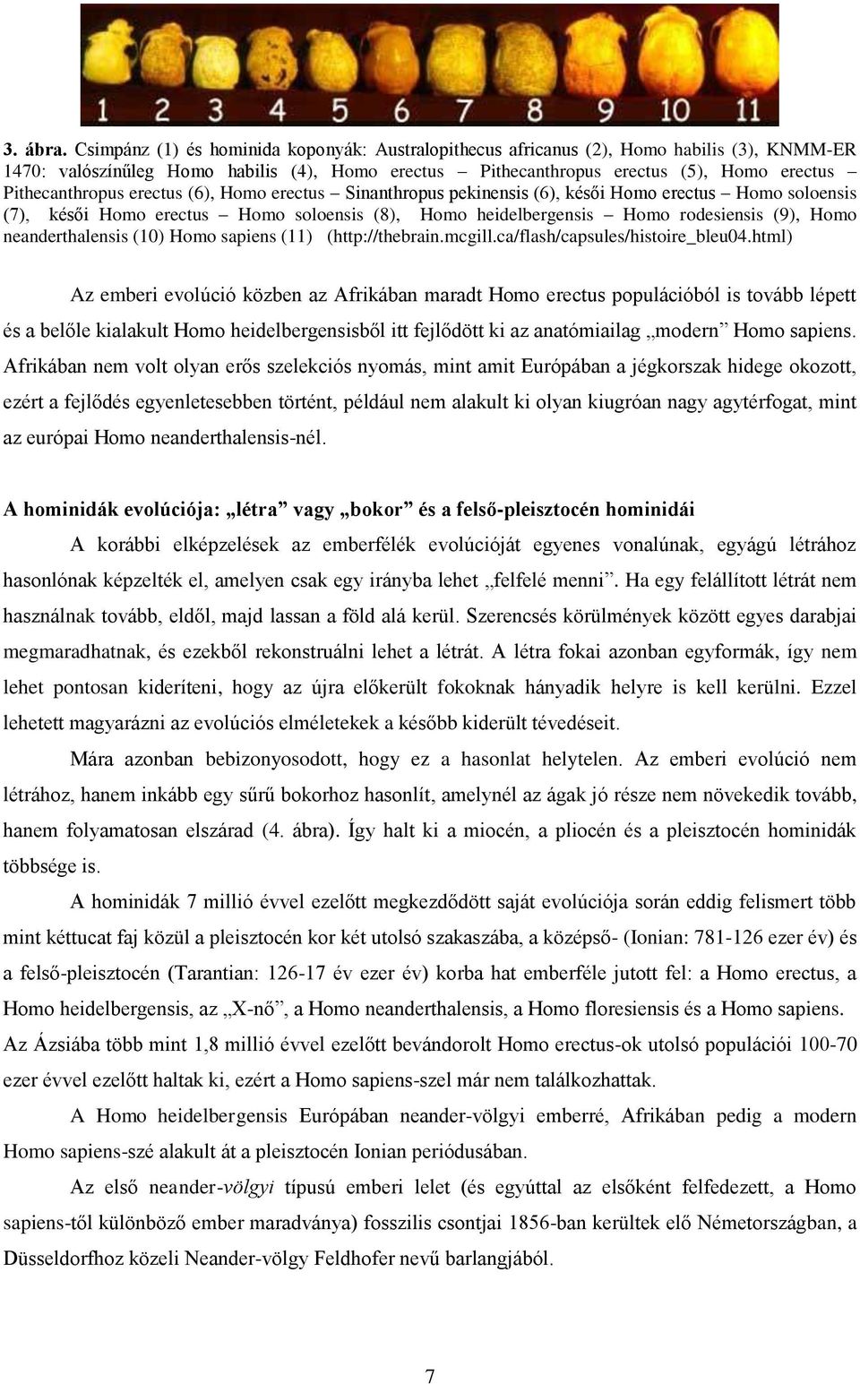 Pithecanthropus erectus (6), Homo erectus Sinanthropus pekinensis (6), késői Homo erectus Homo soloensis (7), késői Homo erectus Homo soloensis (8), Homo heidelbergensis Homo rodesiensis (9), Homo