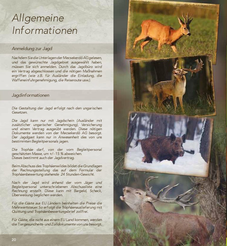 Jagdinformationen Die Gestaltung der Jagd erfolgt nach den ungarischen Gesetzen.