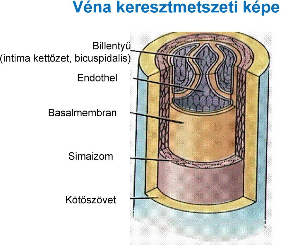 bicuspidalis) Endothel