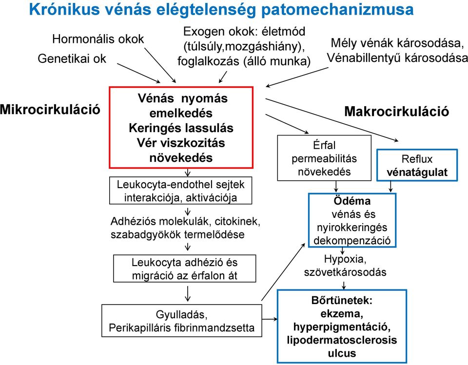 Adhéziós molekulák, citokinek, szabadgyökök termelődése Leukocyta adhézió és migráció az érfalon át Gyulladás, Perikapilláris fibrinmandzsetta Érfal permeabilitás