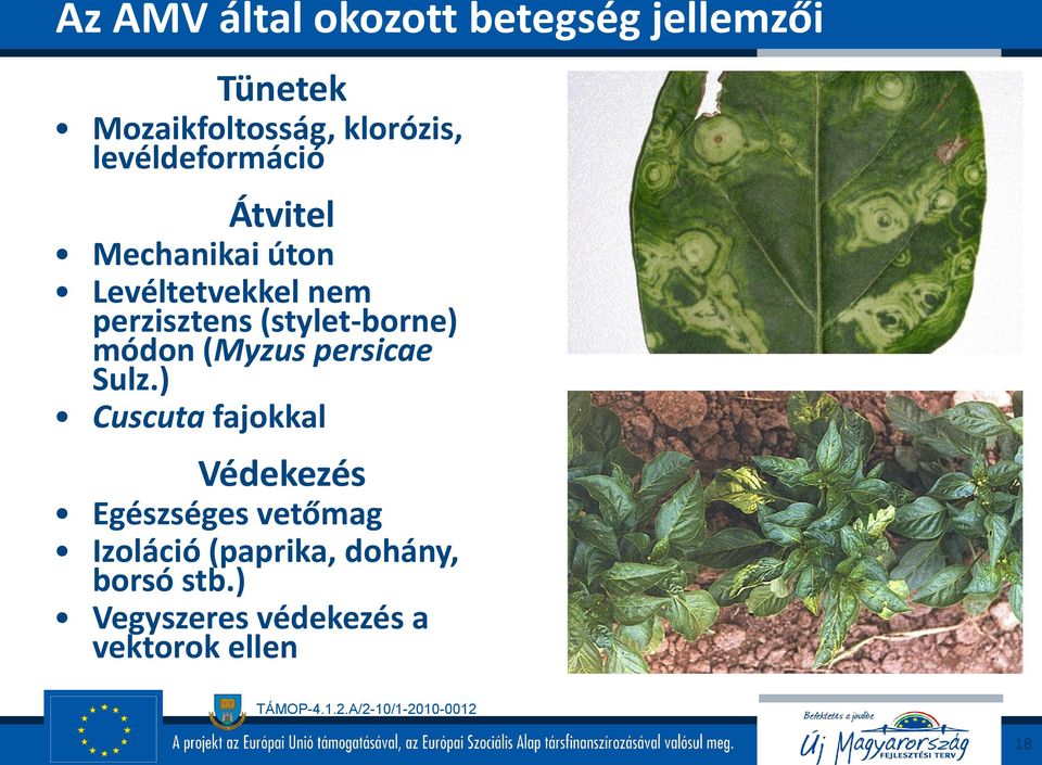 (stylet-borne) módon (Myzus persicae Sulz.