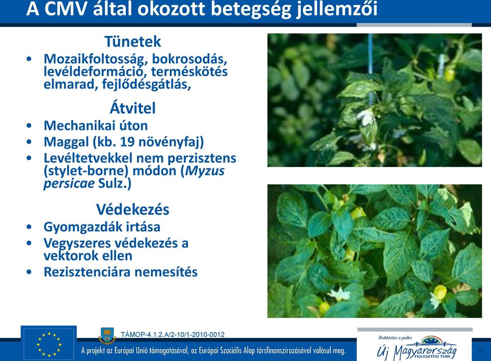 (kb. 19 növényfaj) Levéltetvekkel nem perzisztens (stylet-borne) módon (Myzus persicae