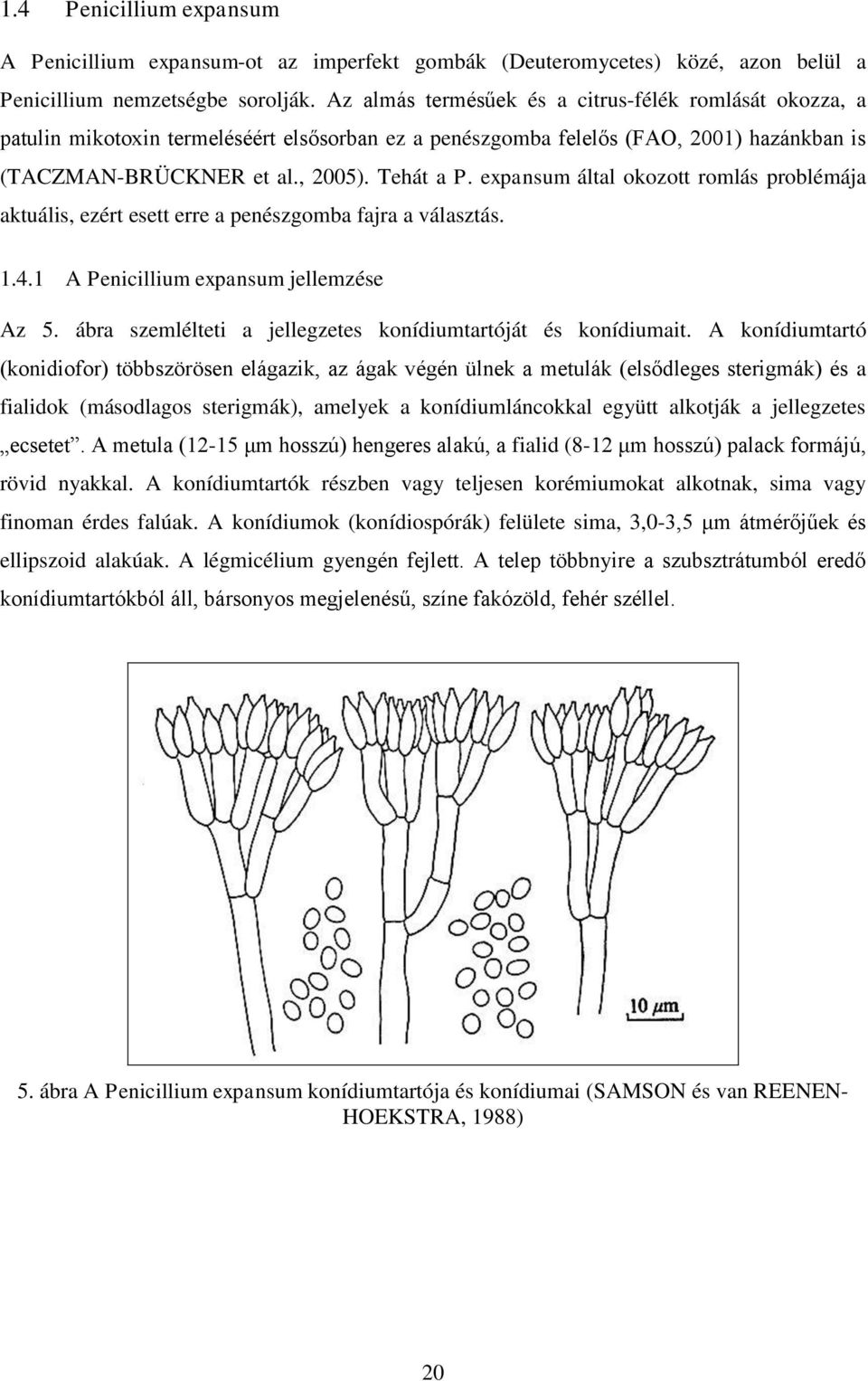 expansum által okozott romlás problémája aktuális, ezért esett erre a penészgomba fajra a választás. 1.4.1 A Penicillium expansum jellemzése Az 5.