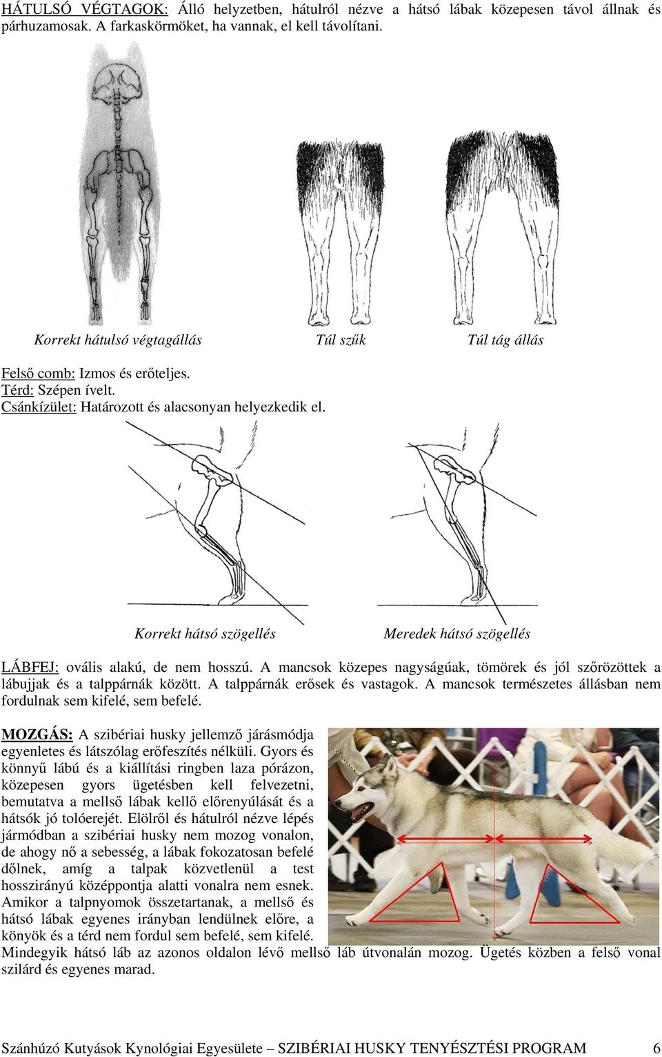 Korrekt hátsó szögellés Meredek hátsó szögellés LÁBFEJ: ovális alakú, de nem hosszú. A mancsok közepes nagyságúak, tömörek és jól szőrözöttek a lábujjak és a talppárnák között.