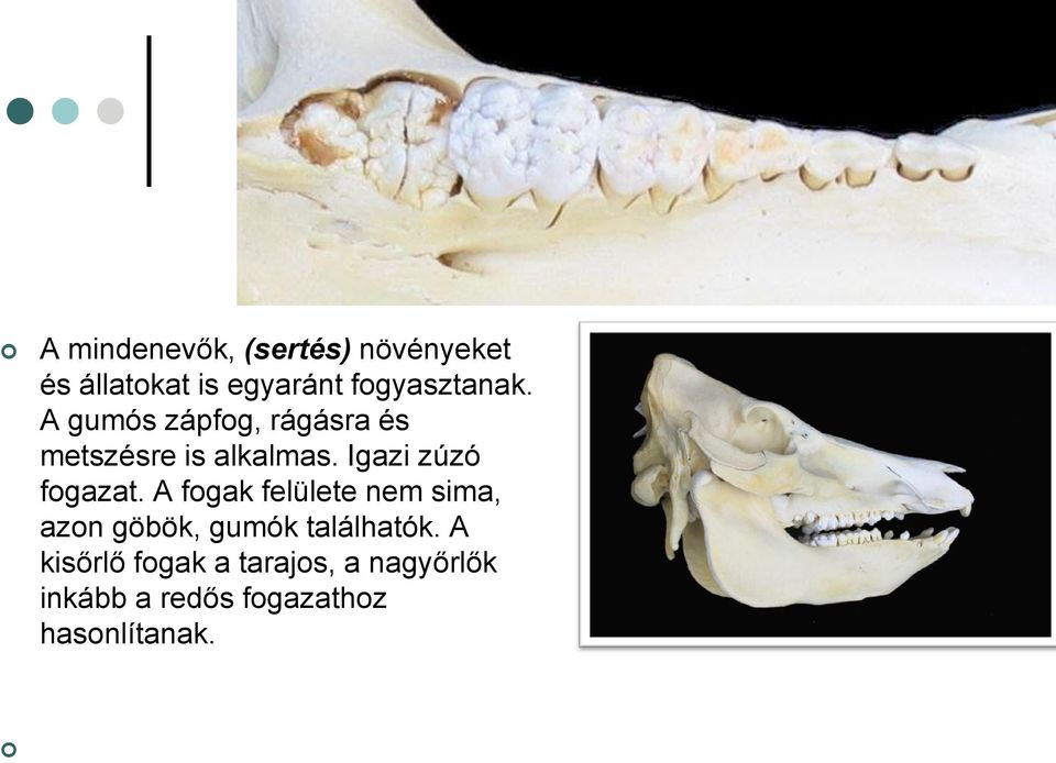 Igazi zúzó fogazat.