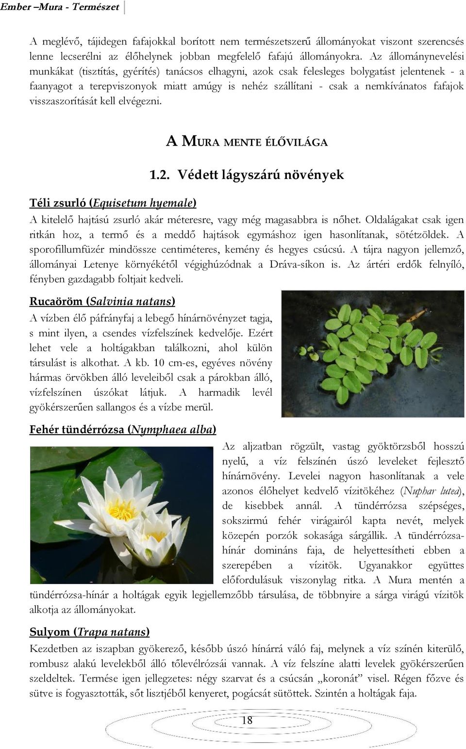 fafajok visszaszorítását kell elvégezni. A MURA MENTE ÉLŐVILÁGA 1.2. Védett lágyszárú növények Téli zsurló (Equisetum hyemale) A kitelelő hajtású zsurló akár méteresre, vagy még magasabbra is nőhet.